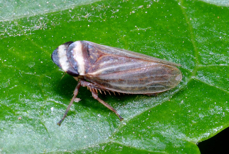 Aphrodes costata?